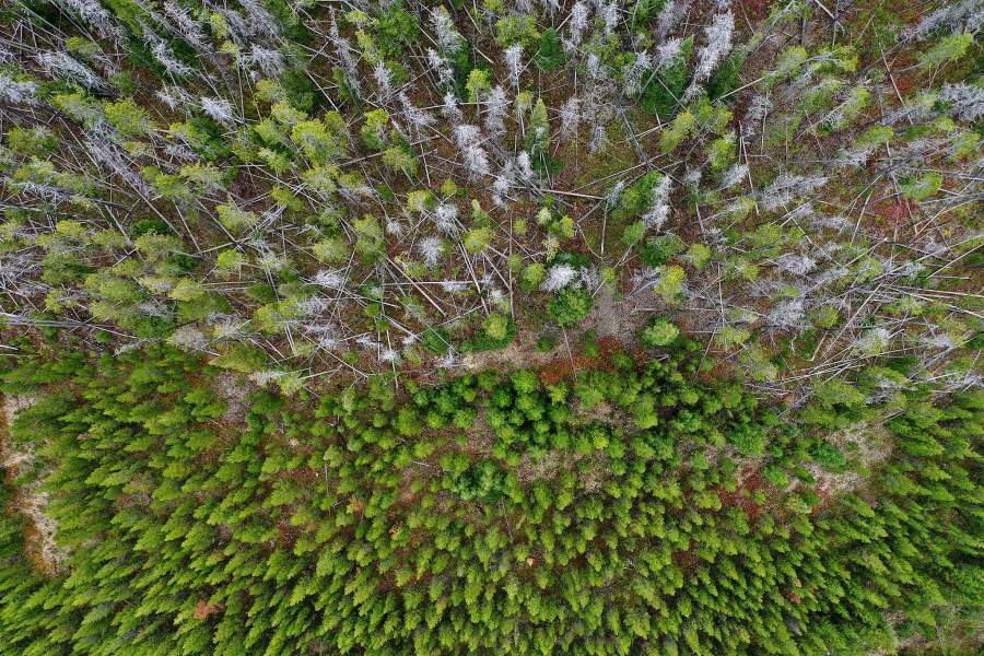 Леса Монтаны