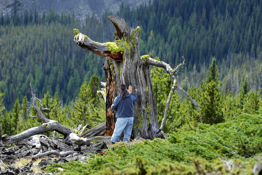 Леса Монтаны