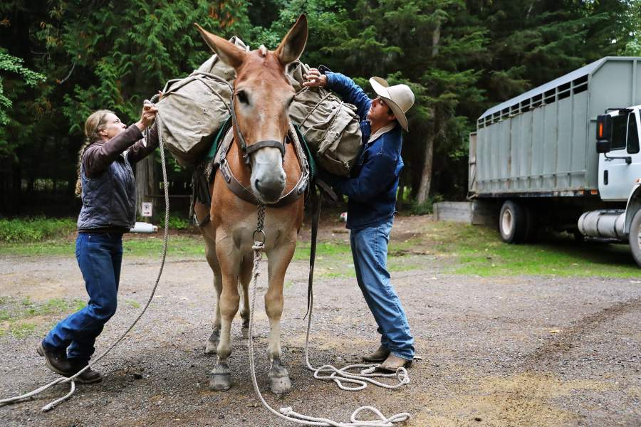 Леса Монтаны