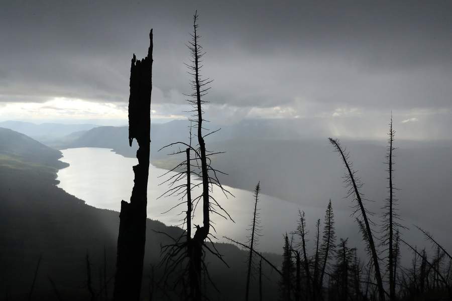 Леса Монтаны