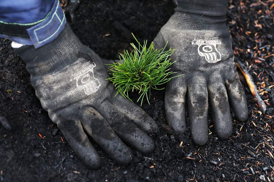 Леса Монтаны