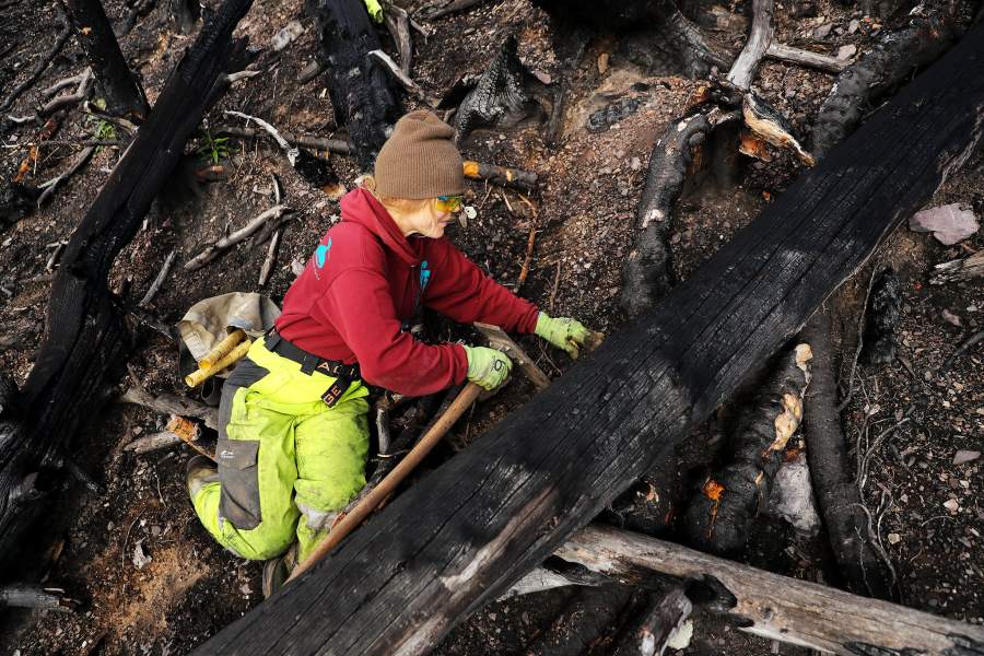 Леса Монтаны