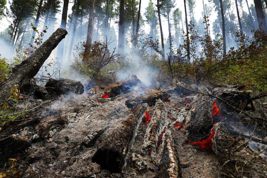 Леса Монтаны