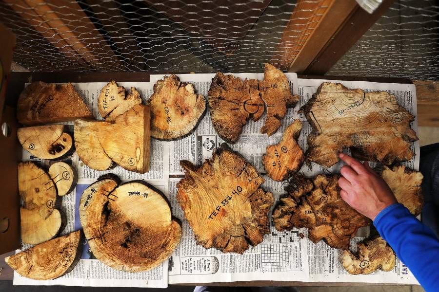 Леса Монтаны