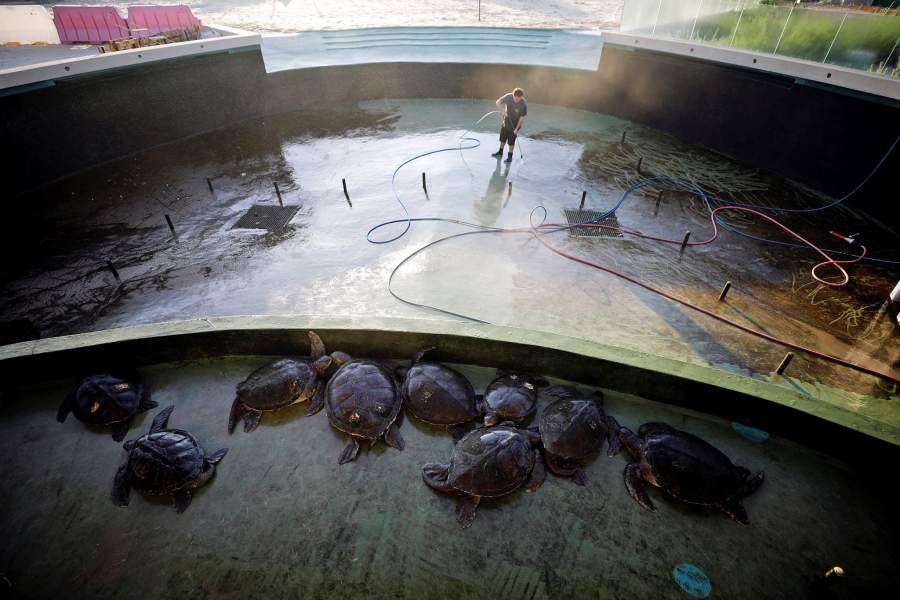 Центр по спасению черепах в Израиле