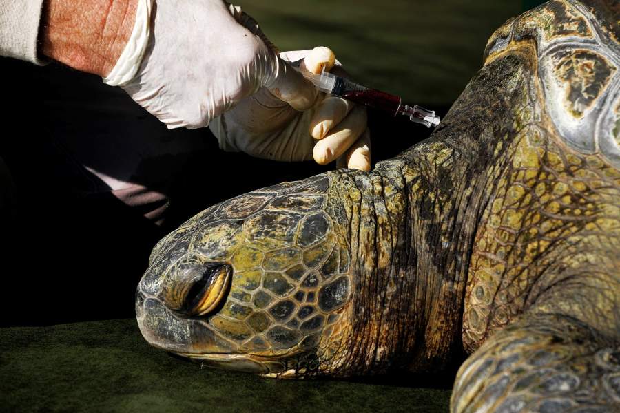 Центр по спасению черепах в Израиле
