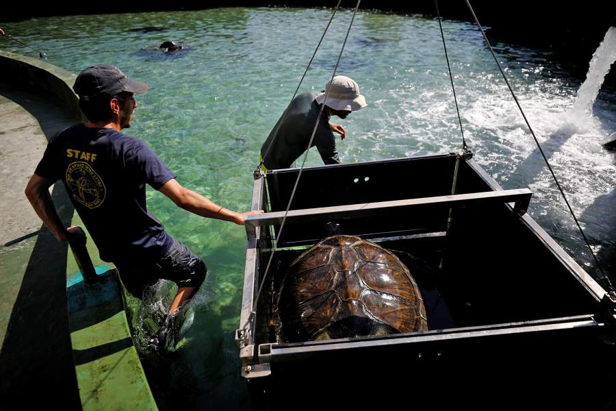 Центр по спасению черепах в Израиле