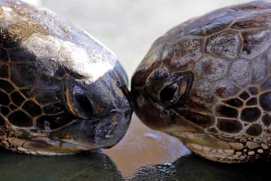 Центр по спасению черепах в Израиле