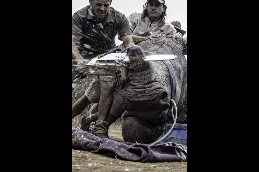 Международный конкурс на лучшее фото окружающей среды