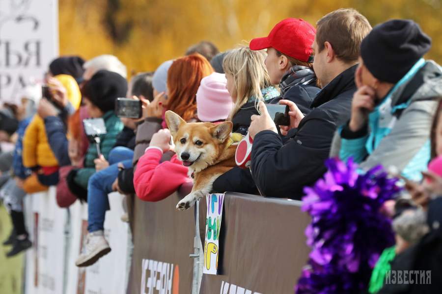 Благотворительный забег «Быстрый пес»