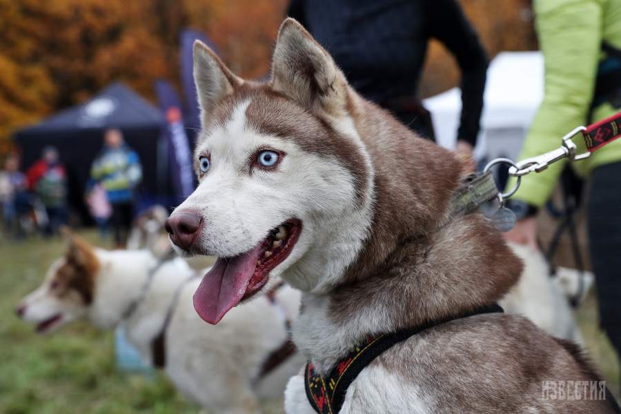 Благотворительный забег «Быстрый пес»