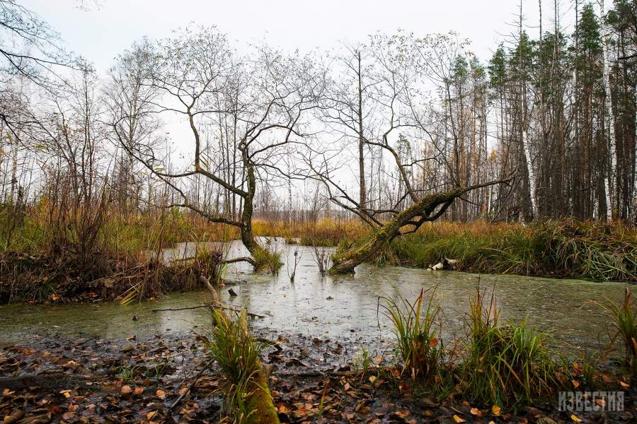 Парк Лосиный остров