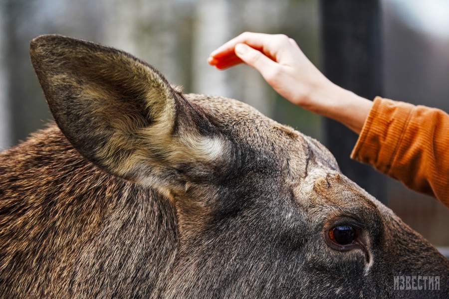 Парк Лосиный остров