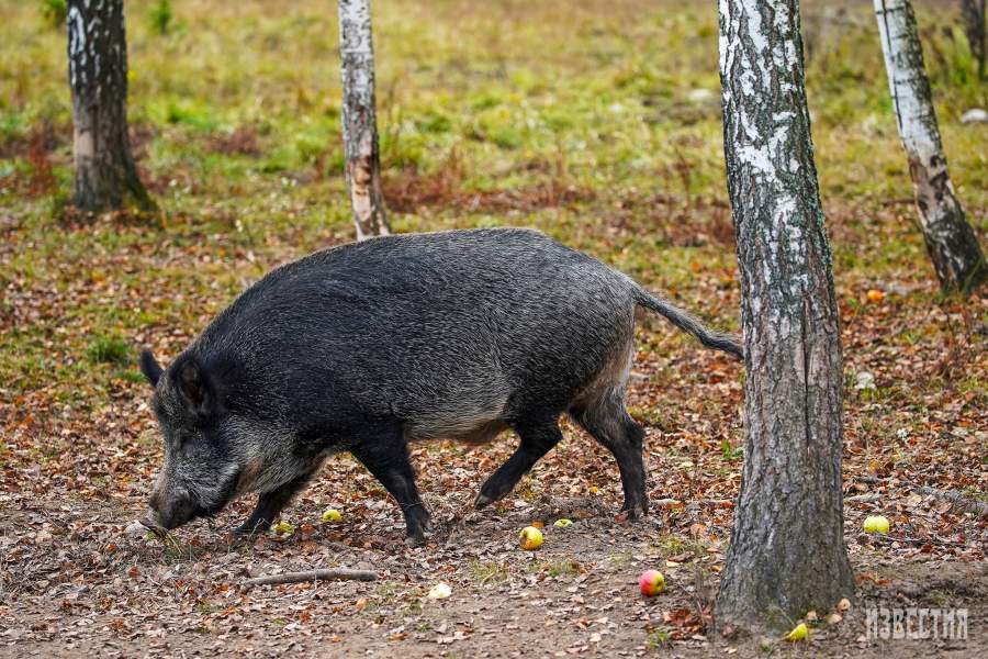 Парк Лосиный остров
