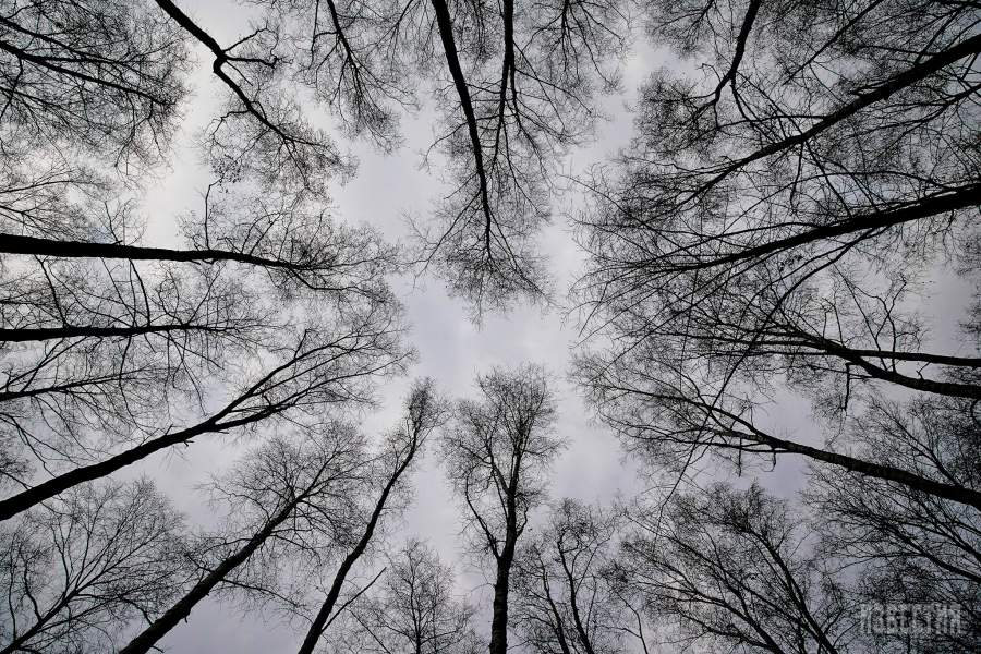 Парк Лосиный остров