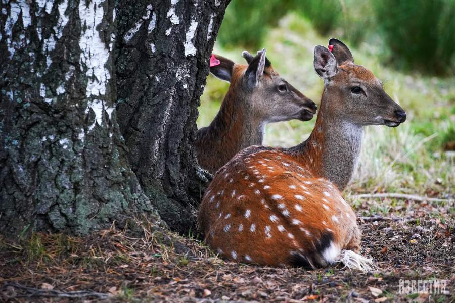Парк Лосиный остров