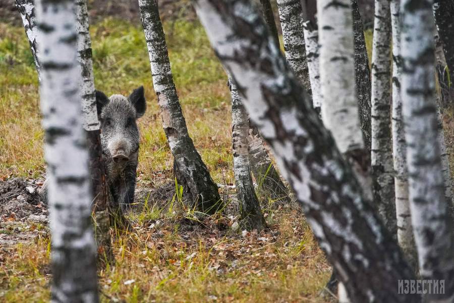Парк Лосиный остров