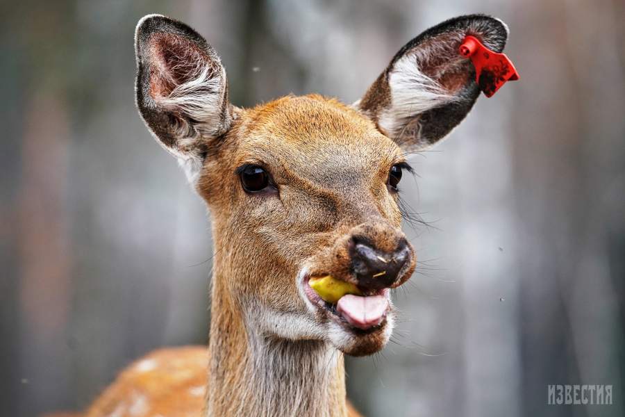 Парк Лосиный остров
