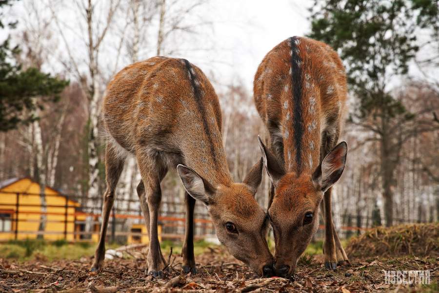 Парк Лосиный остров
