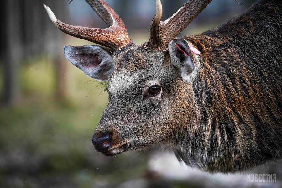 Парк Лосиный остров