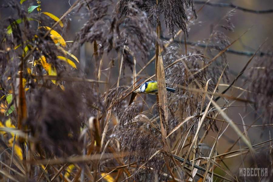 Парк Лосиный остров