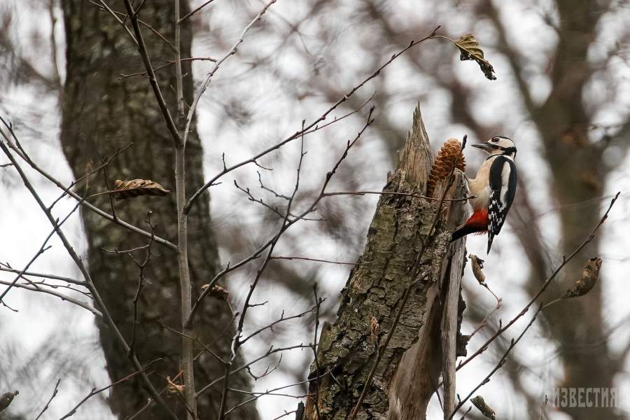 Парк Лосиный остров