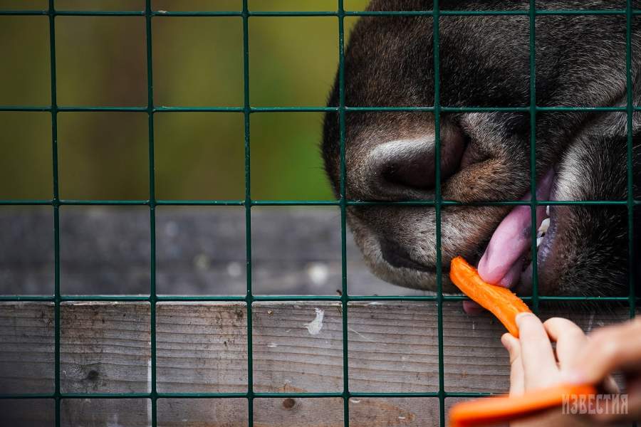 Парк Лосиный остров