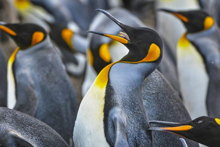 Фолклендские острова