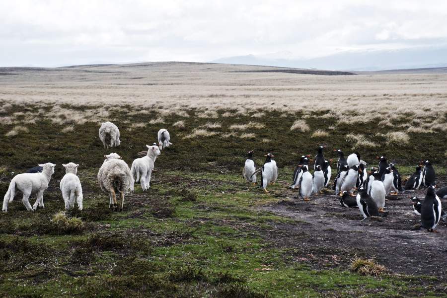 Фолклендские острова