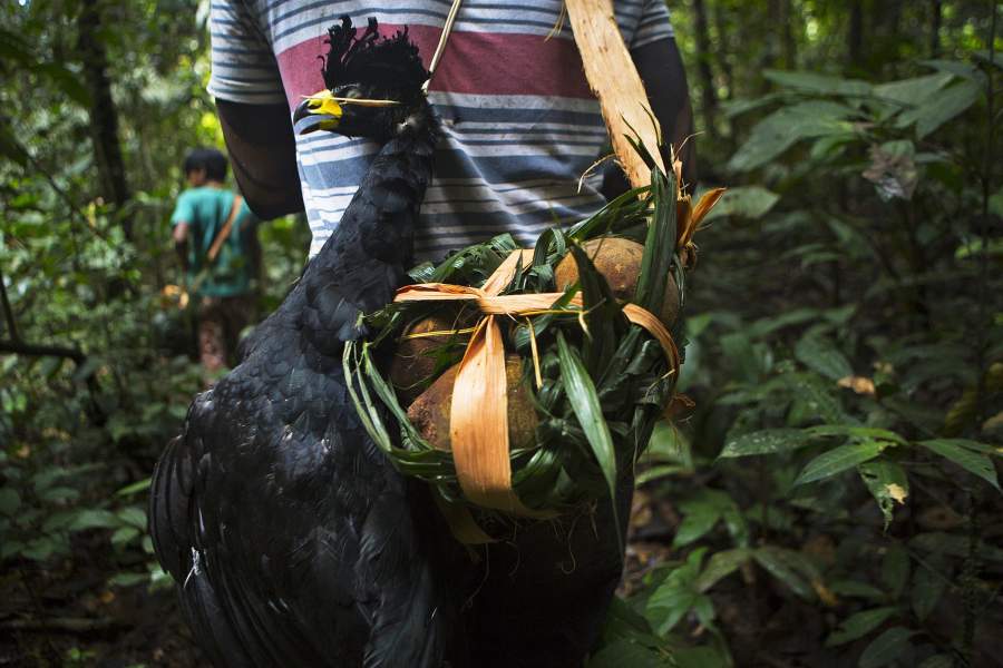 Племя Каяпо