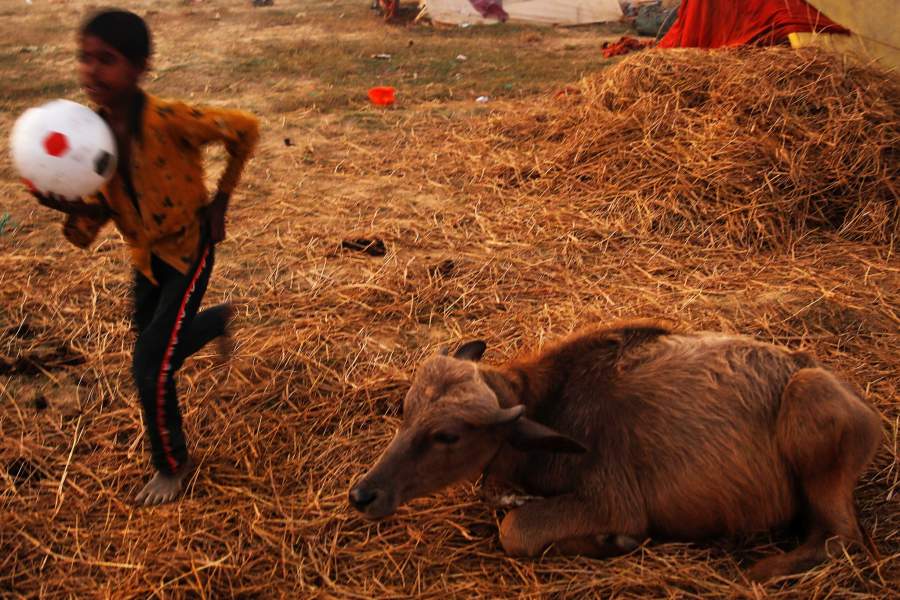 Фестиваль Гадхимаи