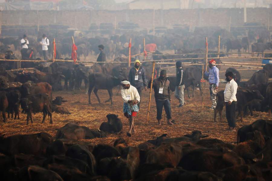 Фестиваль Гадхимаи
