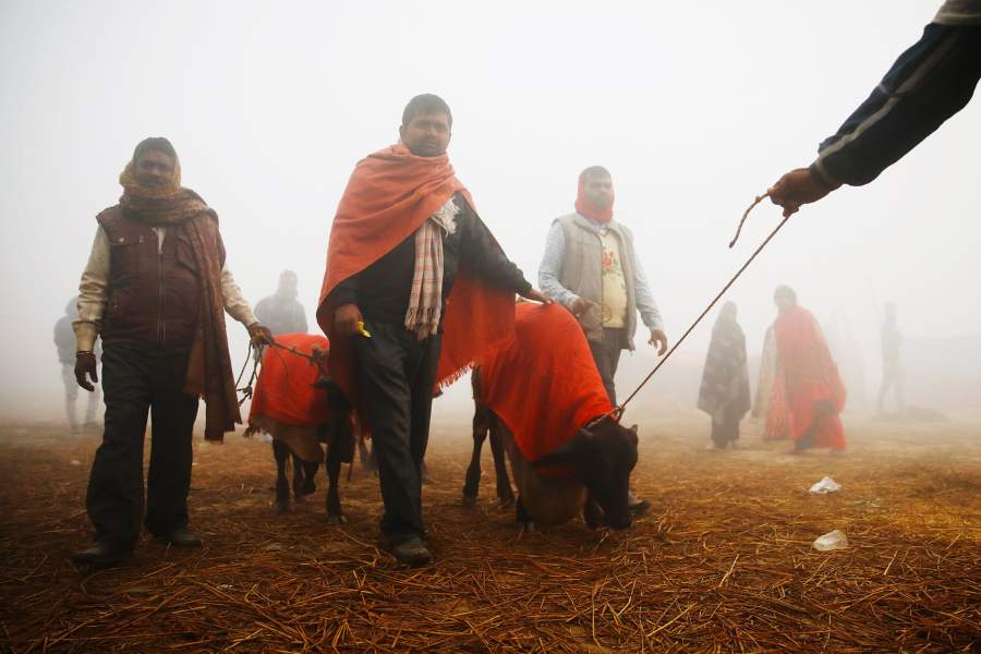 Фестиваль Гадхимаи