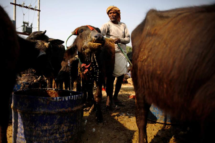 Фестиваль Гадхимаи