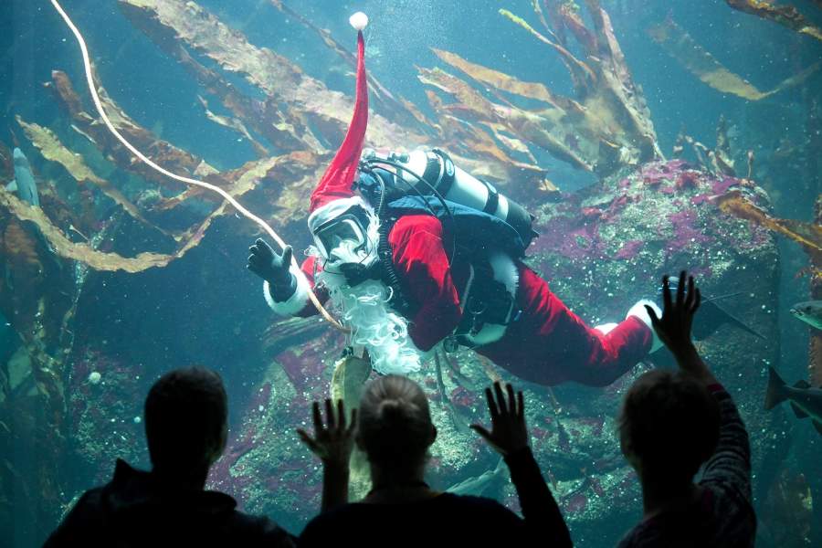 Рождественские дайверы