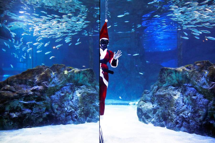 Рождественские дайверы