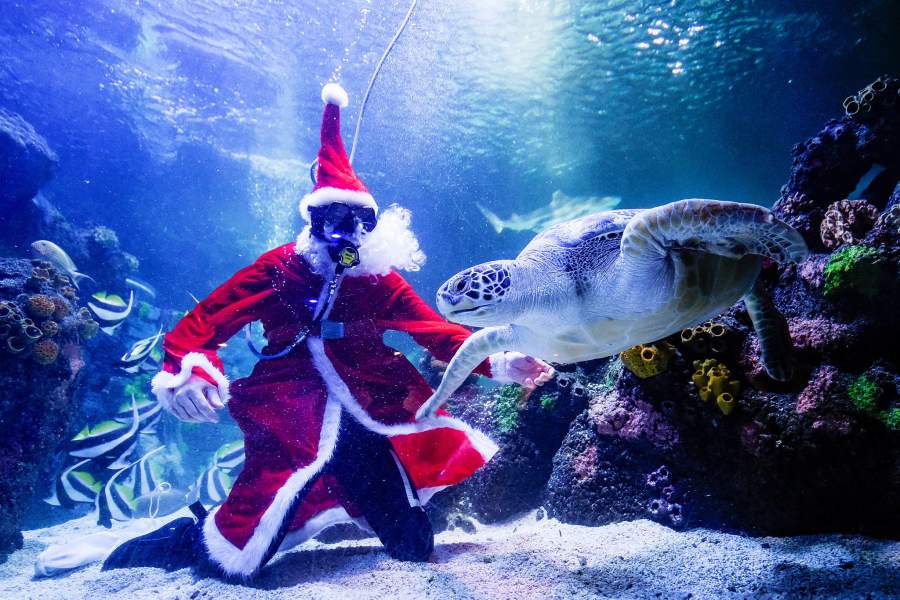 Рождественские дайверы
