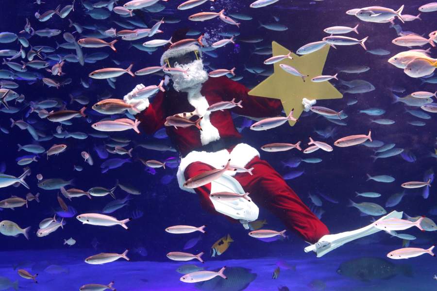 Рождественские дайверы