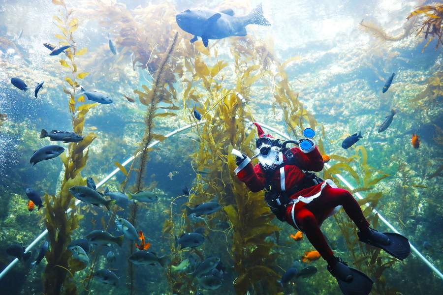 Рождественские дайверы