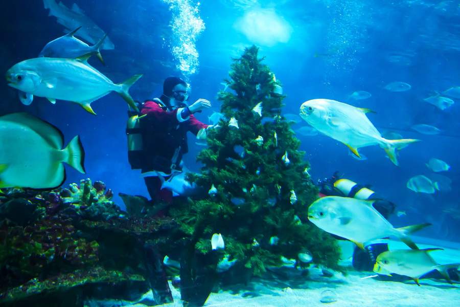 Рождественские дайверы