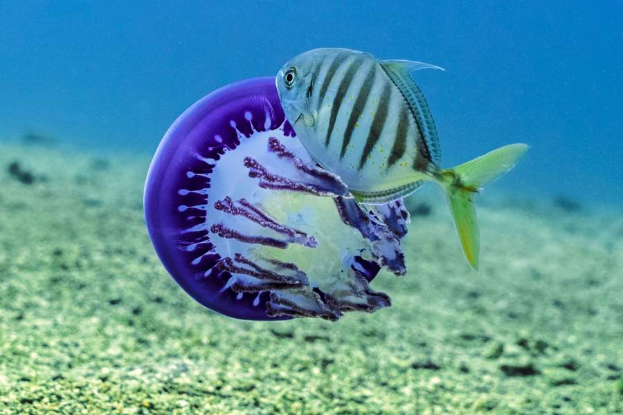 Фотоконкурс «Научное фото года»