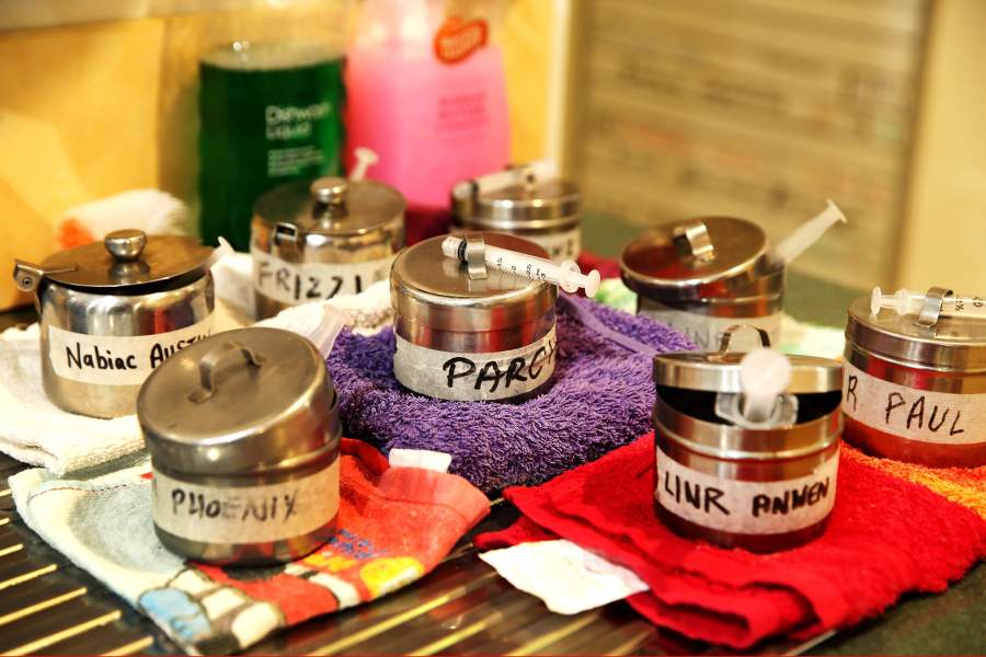 Госпиталь для коал в Австралии