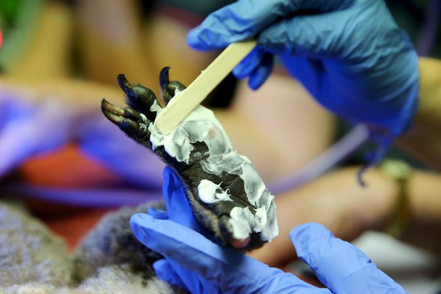 Госпиталь для коал в Австралии