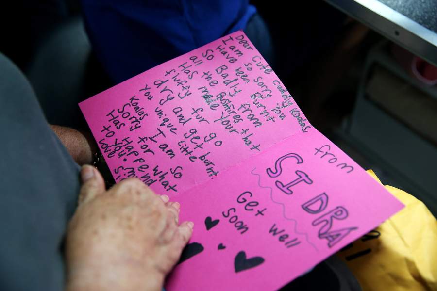 Госпиталь для коал в Австралии