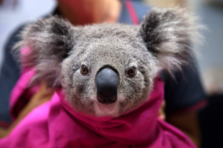 Госпиталь для коал в Австралии