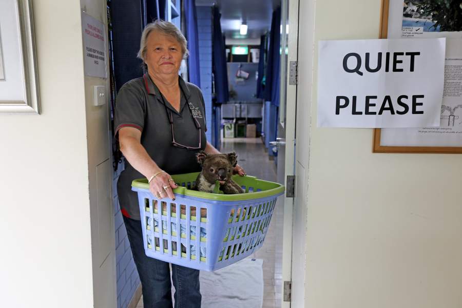 Госпиталь для коал в Австралии