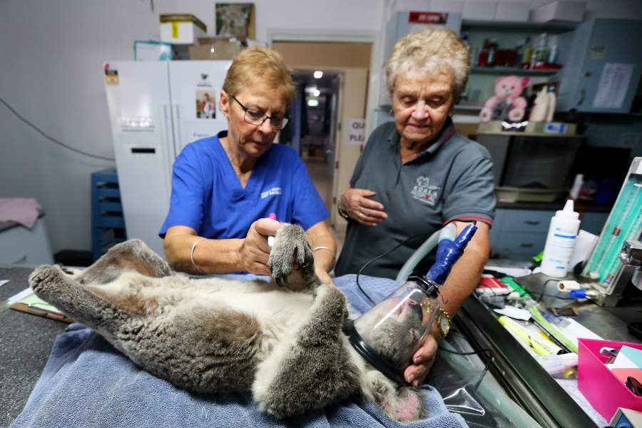 Госпиталь для коал в Австралии