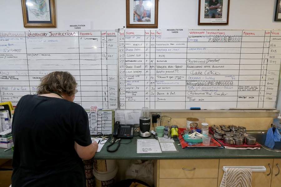 Госпиталь для коал в Австралии