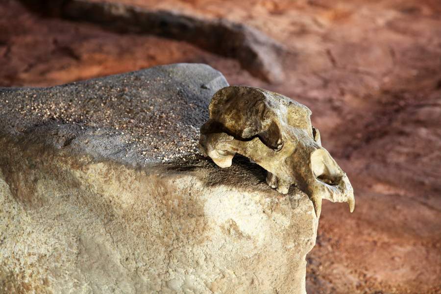 Пещерная галерея Шове во Франции