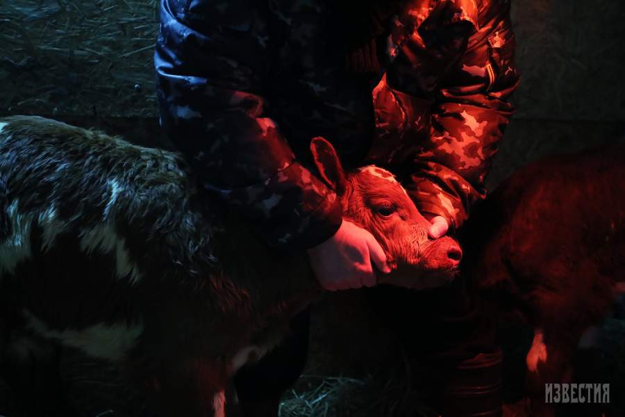 Теленок айрширской породы на молочной ферме под Переславлем-Залесским